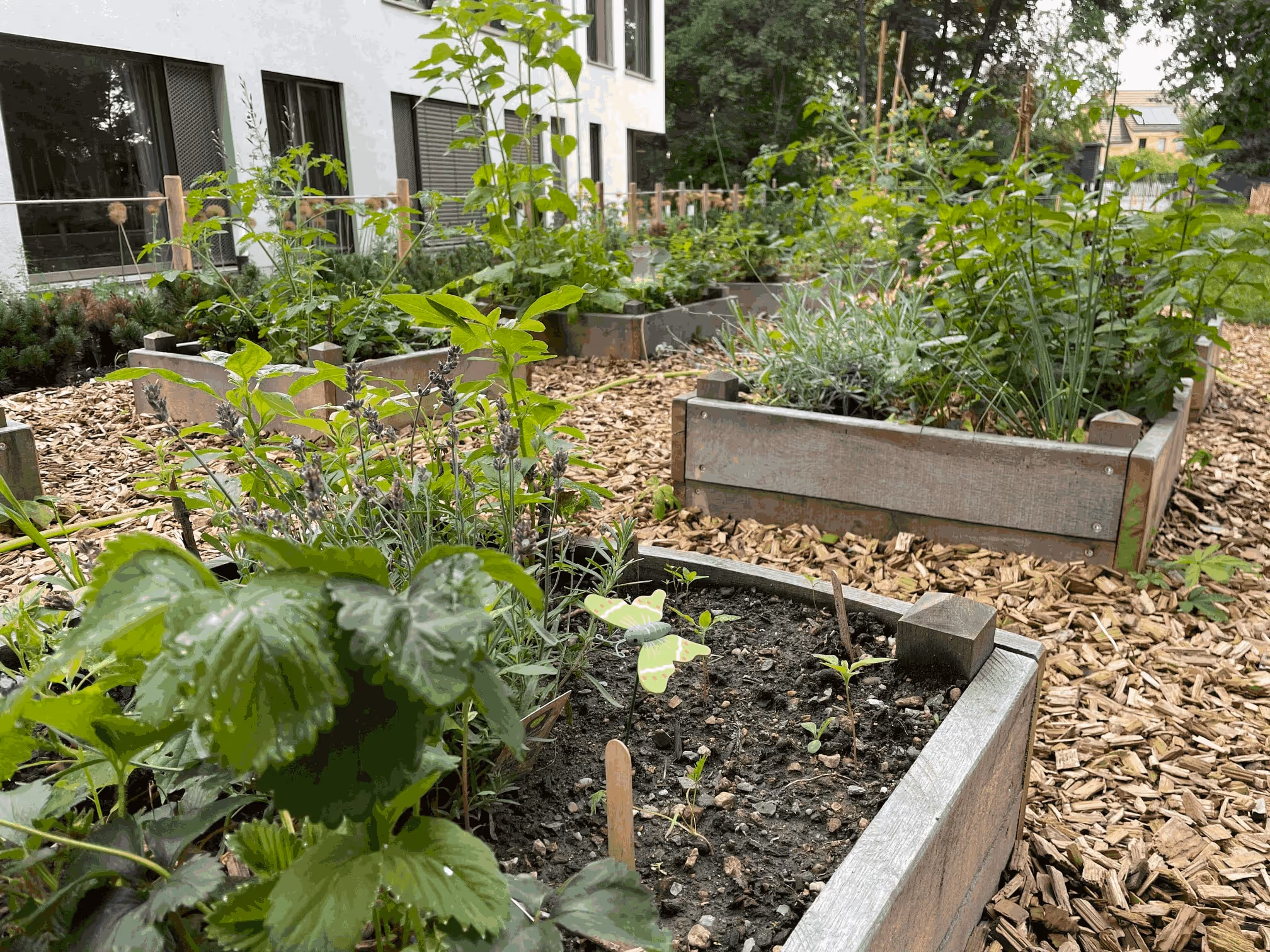 Bepflanzte Hochbeete mit Gemüse und Kräutern vor dem Kindergartengebäude – die Gärten der Kinder.