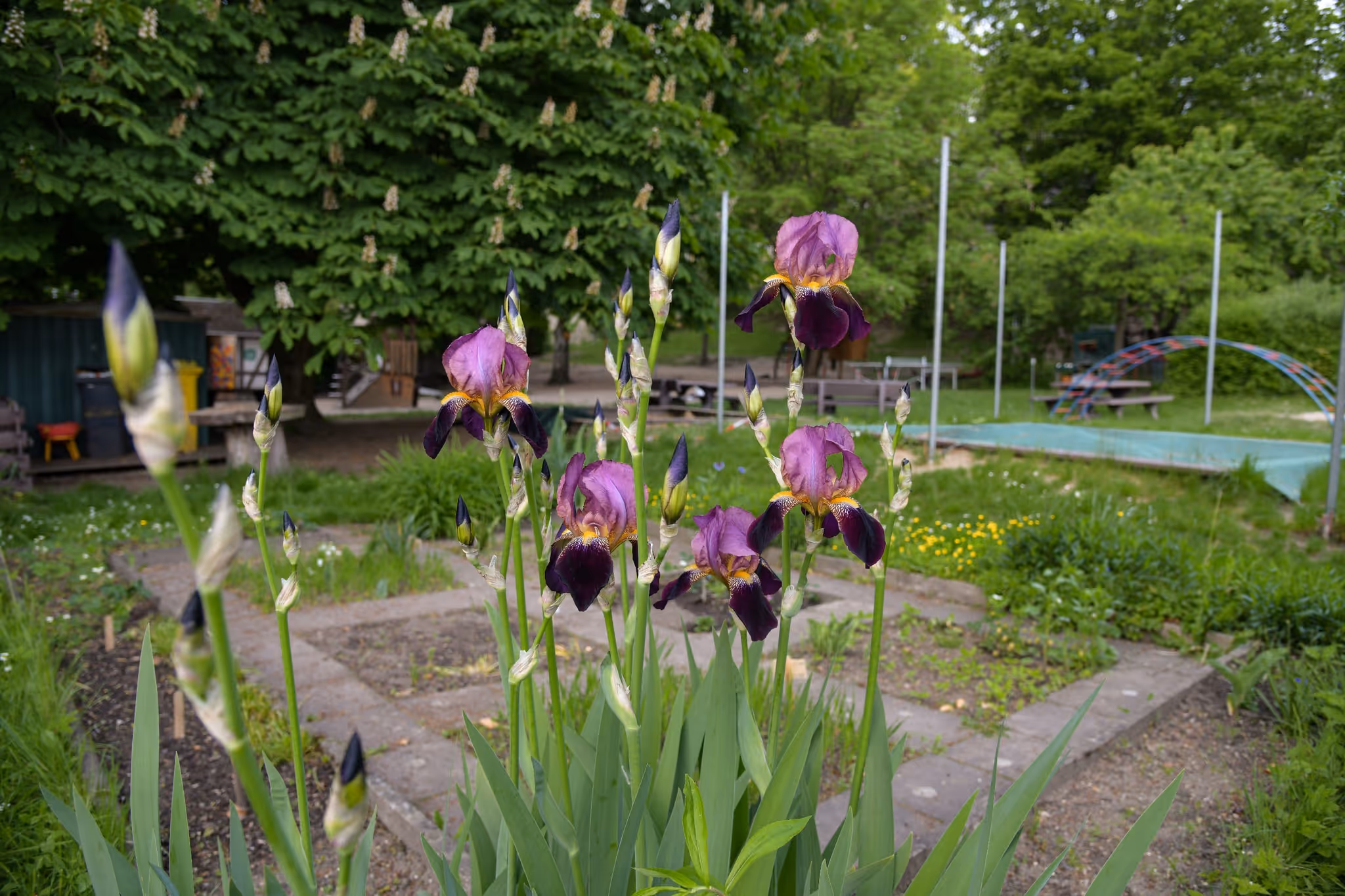 Blühende violette Schwertlilien in einem Beet auf dem Außengelände des Kinderhauses.