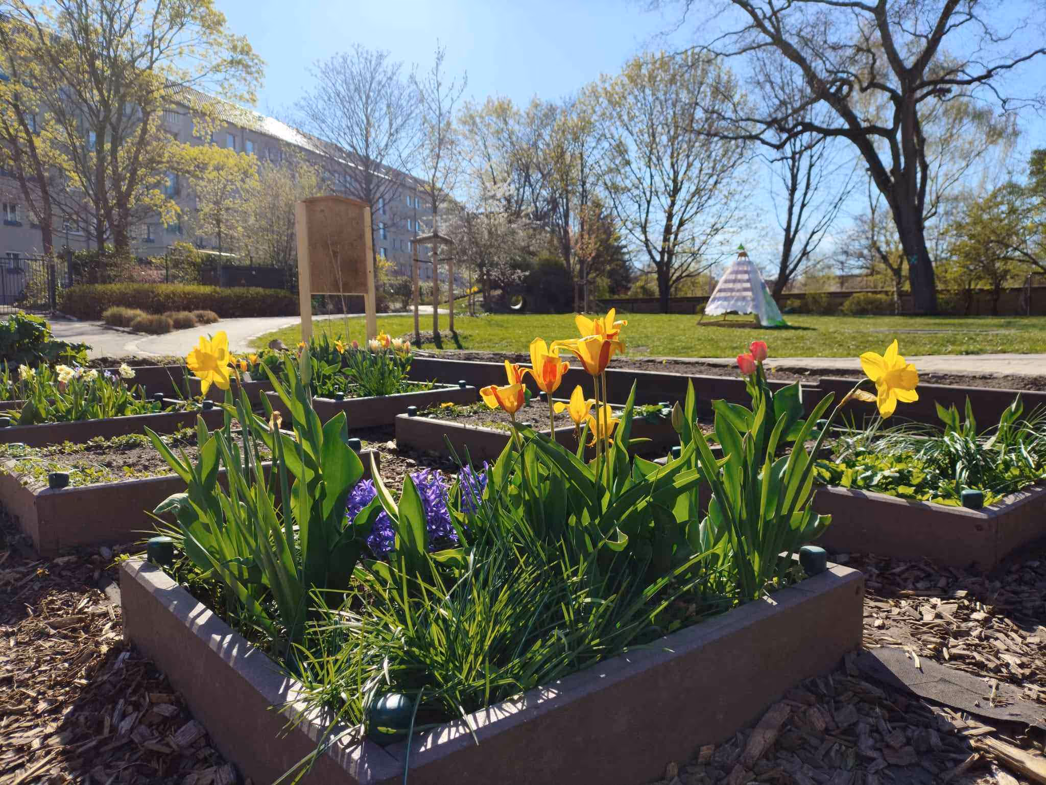 Hochbeete mit blühenden Tulpen und Narzissen auf dem Außengelände im Frühling.